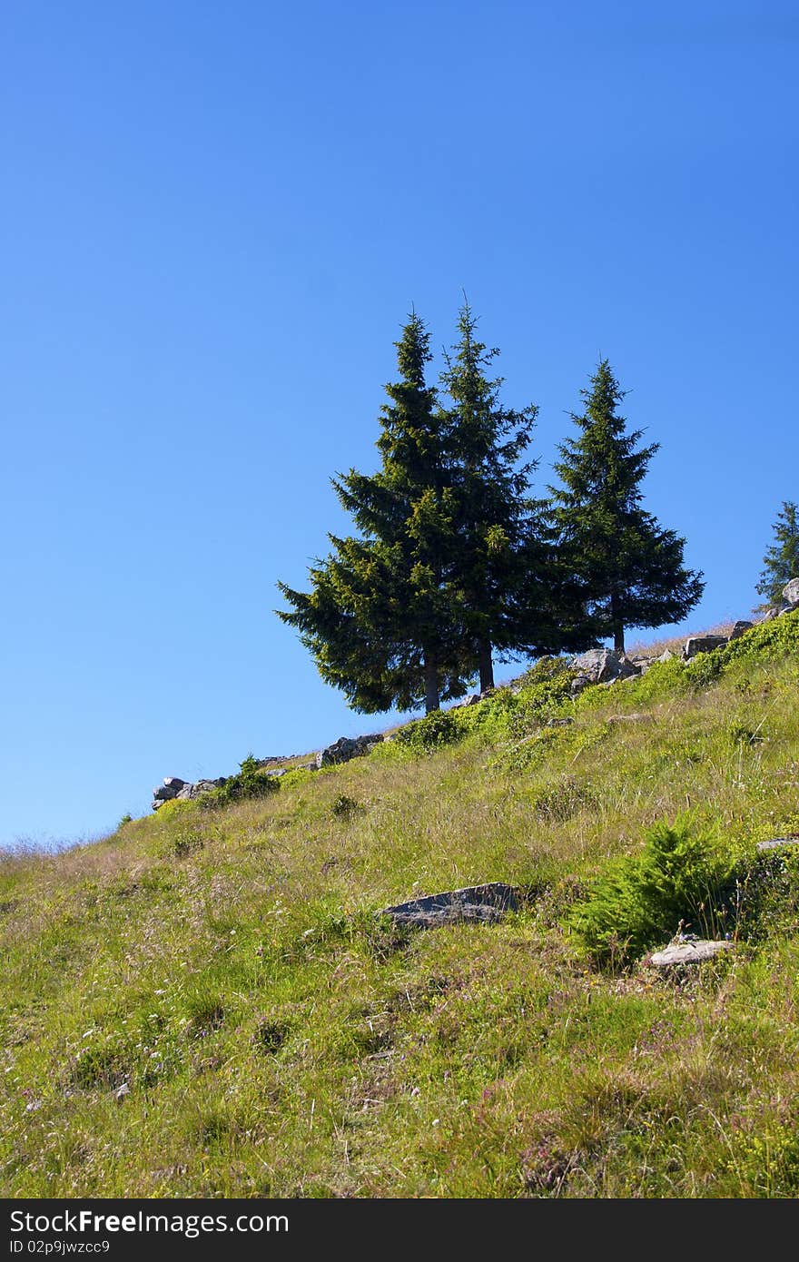 Trees in a meadow of mountain. Trees in a meadow of mountain