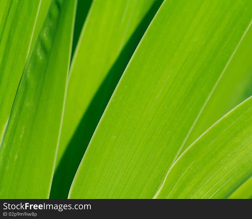 Green leaves texture. Beautiful seasonal background. Perfect color.