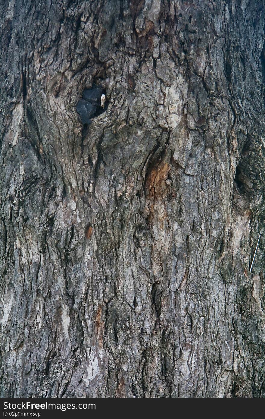 The texture of Tree useful for background. The texture of Tree useful for background