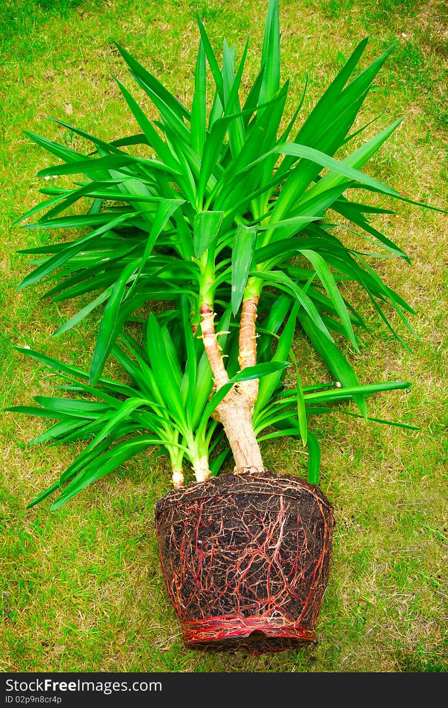 Palm tree with roots and grass on background