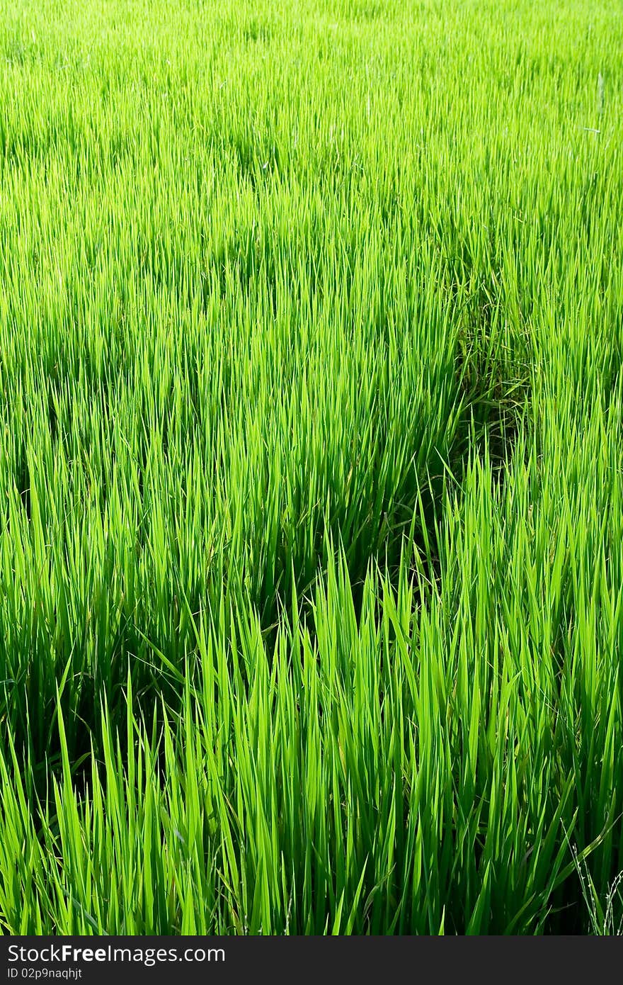 Curves In Rice Fields