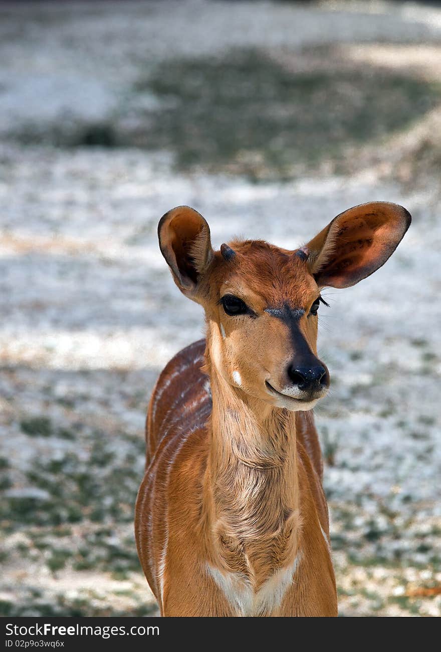 A young deer with ears listen to the danger