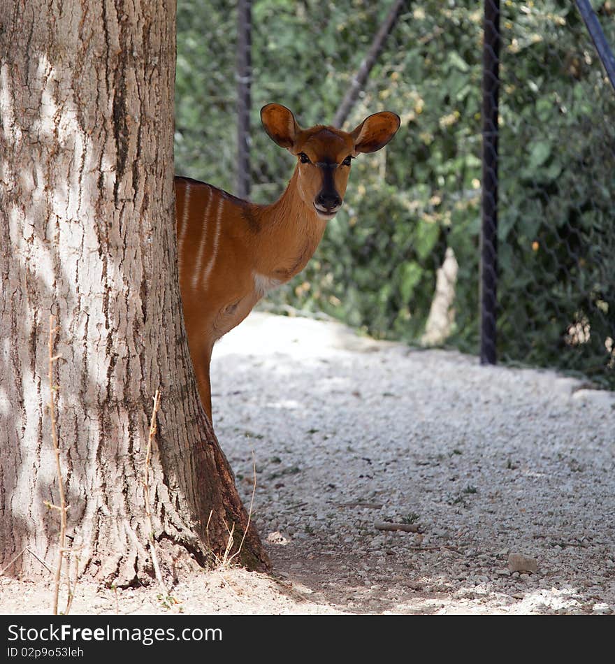 A young deer with ears listen to the danger hidden behind the trunk of a tree