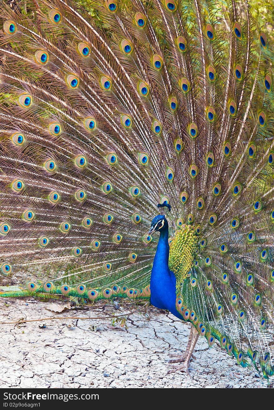 A peacock with colorful tail performs in a spectacular wheel