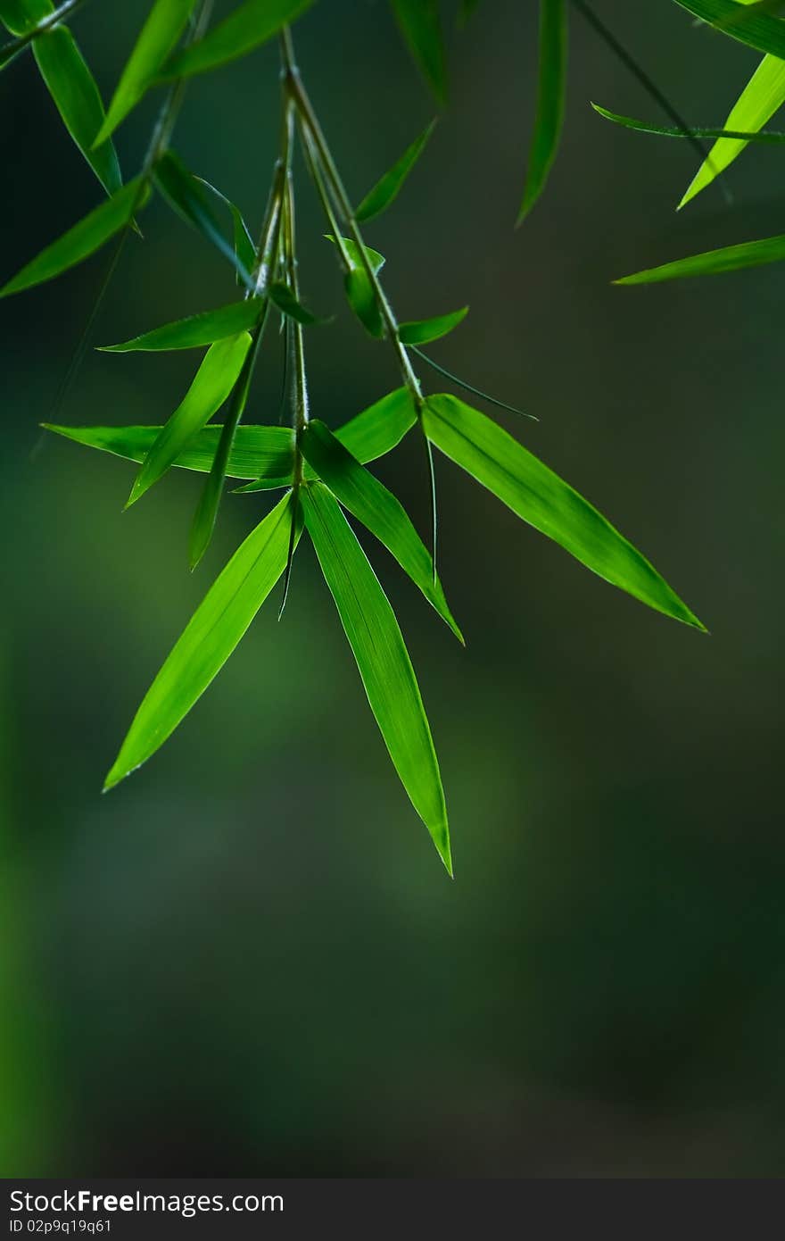 Bamboo Leaves Out of focus background