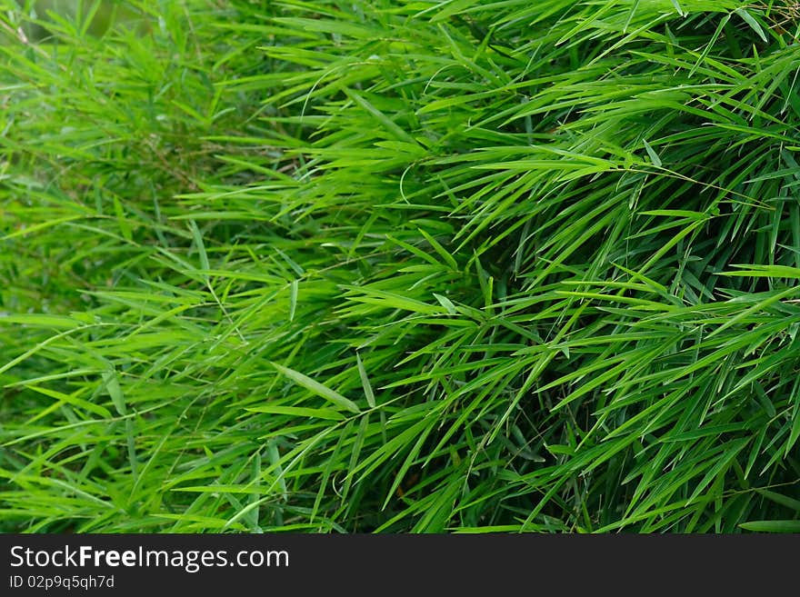 Bamboo Leaves Small dense leaves