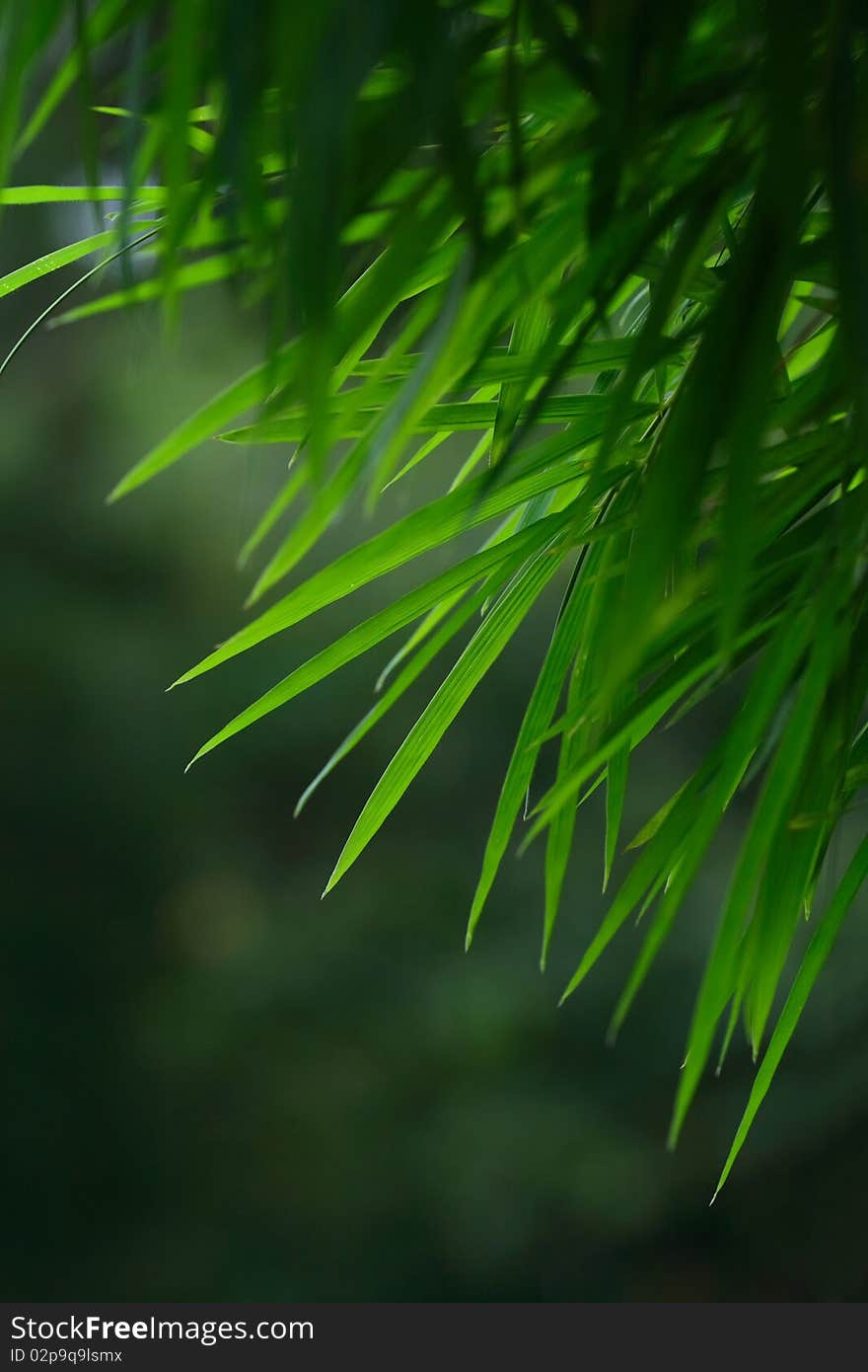 Bamboo Leaves Small dense leaves