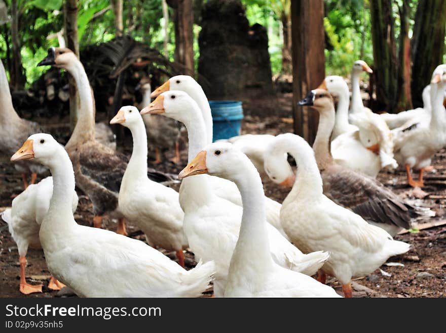 A group of domesticated white and dark colored geese.