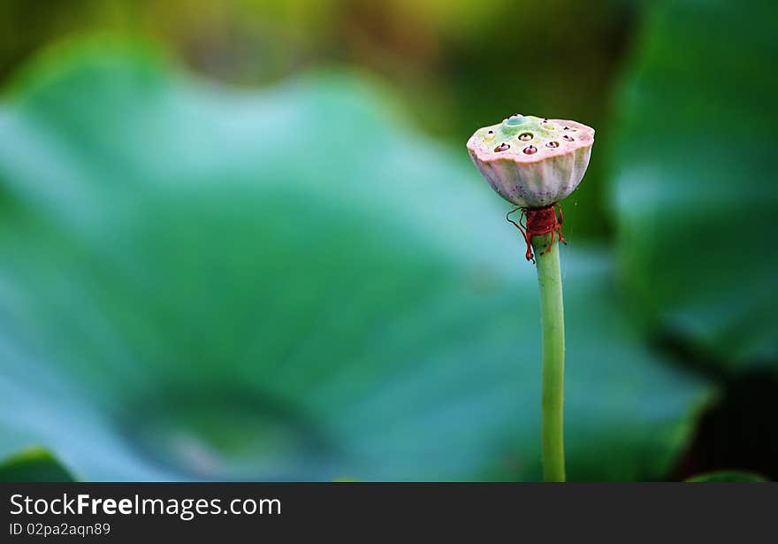 Lotus seedpod with green leaf