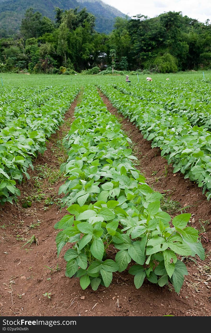 Soil Beans Platation in Chiang Mai Countryside. Soil Beans Platation in Chiang Mai Countryside