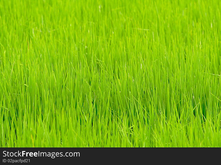 Paddy field