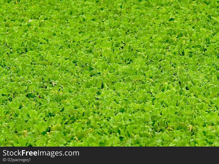 Background of green water plant