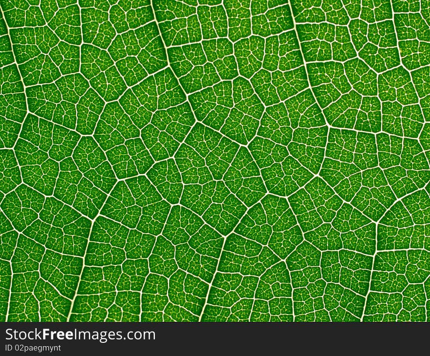 Green leaf texture closeup background. Green leaf texture closeup background.