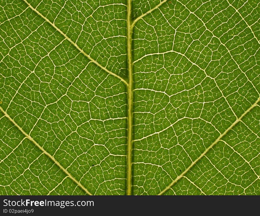 Green leaf texture closeup background. Green leaf texture closeup background.