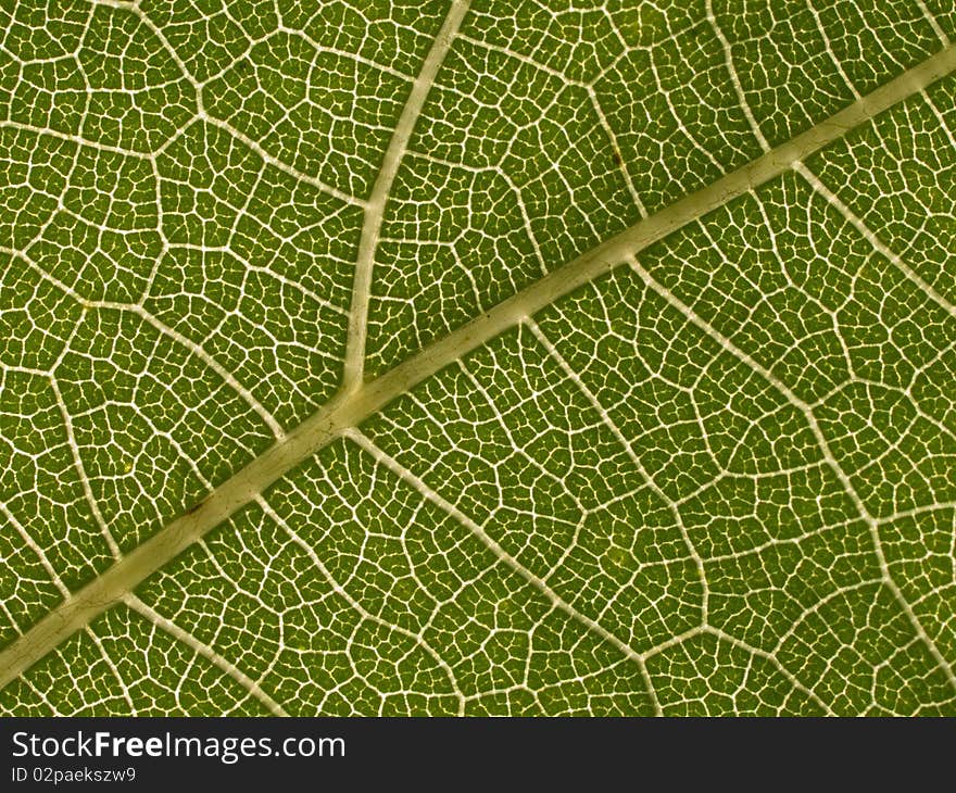 Green leaf texture closeup background. Green leaf texture closeup background.