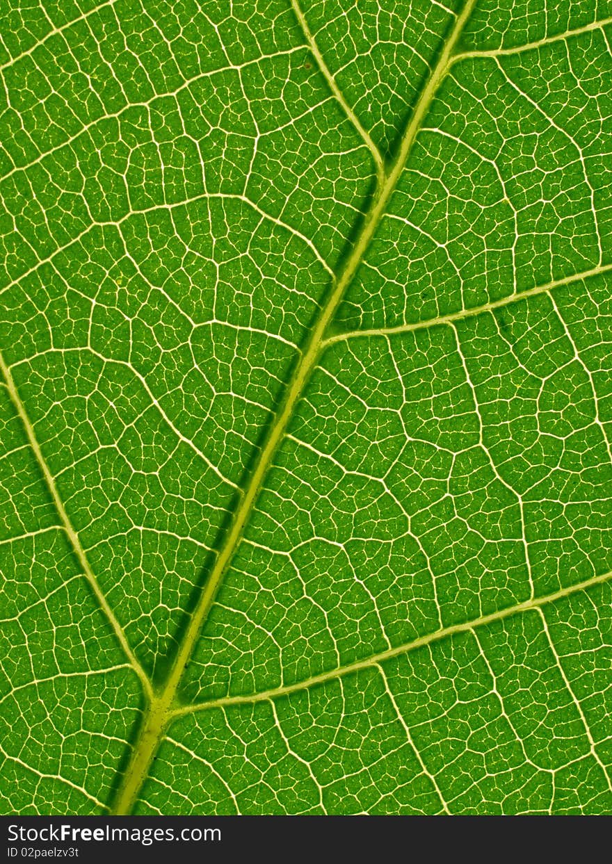 Green leaf texture closeup background. Green leaf texture closeup background.