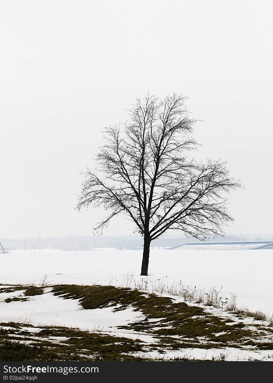 Tree without foliage in a winter season. Tree without foliage in a winter season