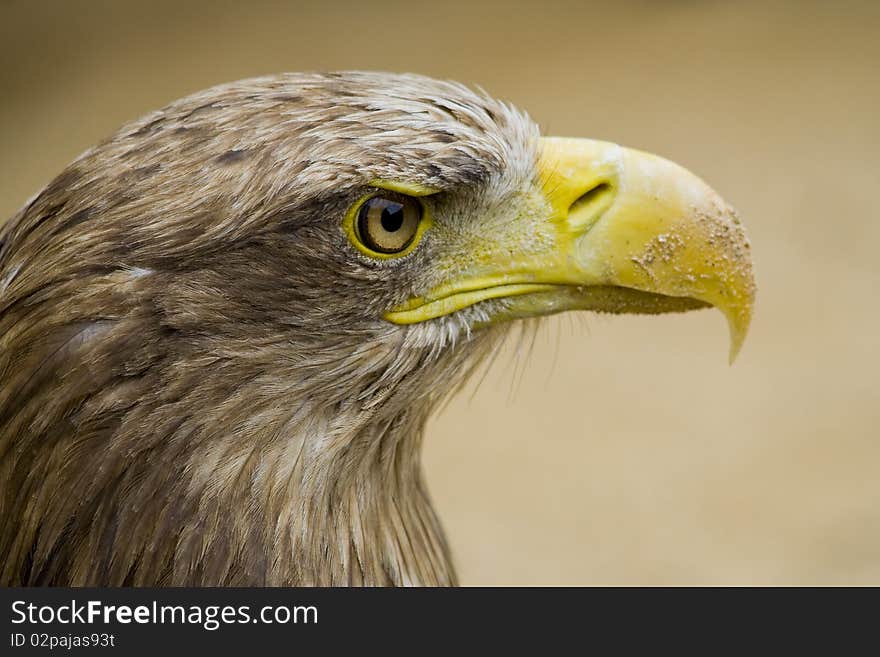 Eagle Eye - strong watching, detailed eye, big yellow beak