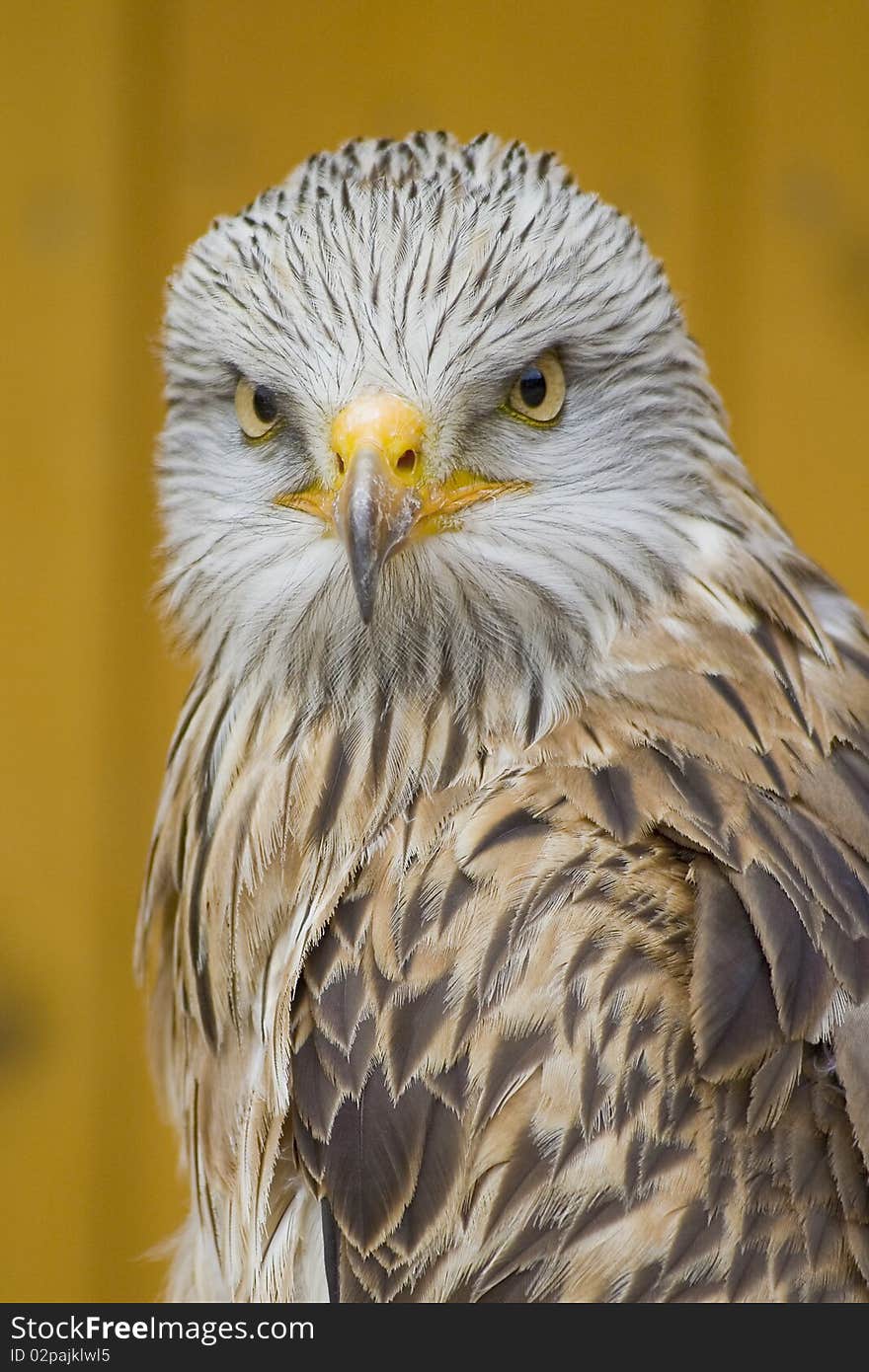 White Head Eagle - Danger Eyes