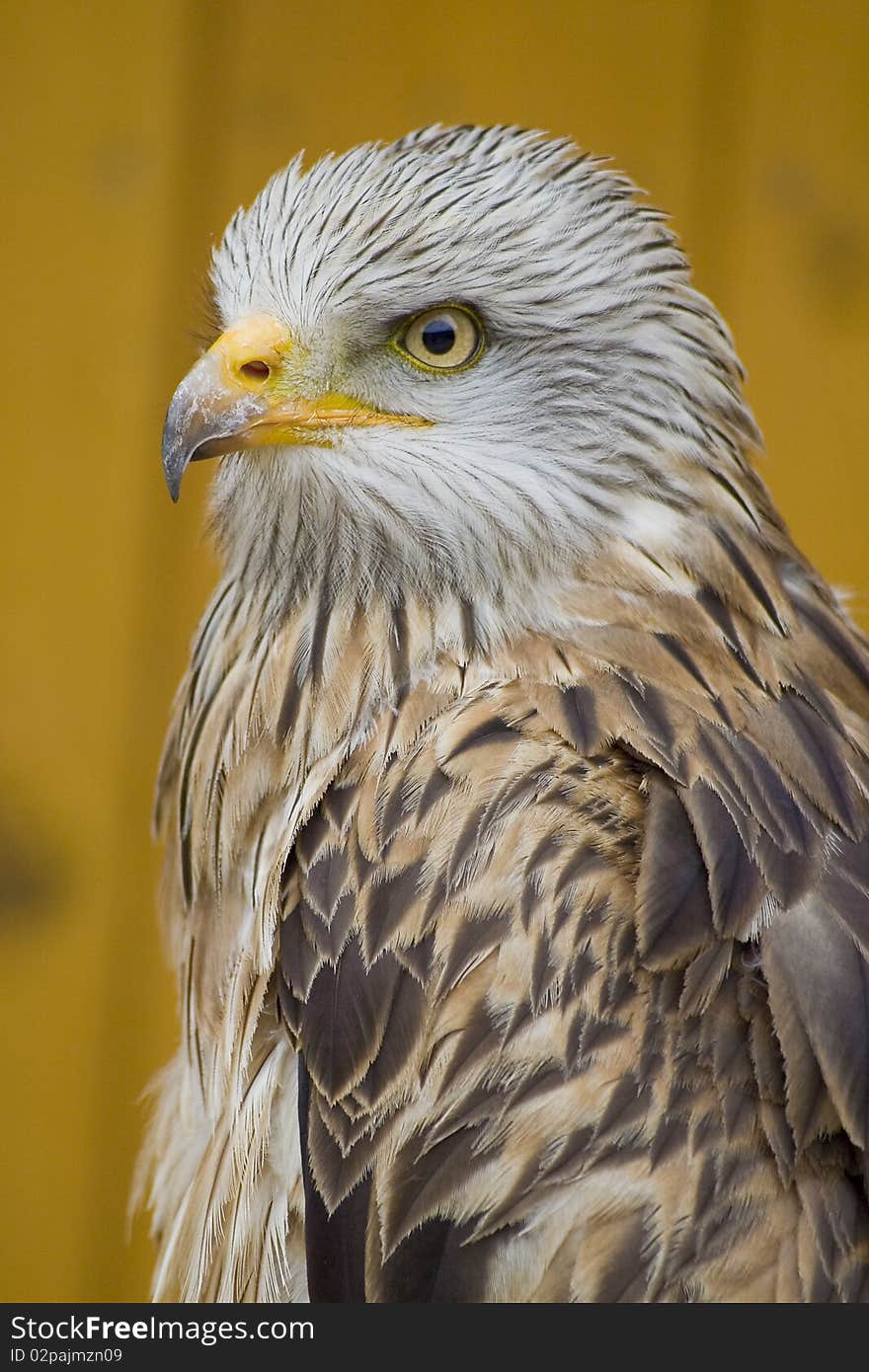 White Head Eagle - from side