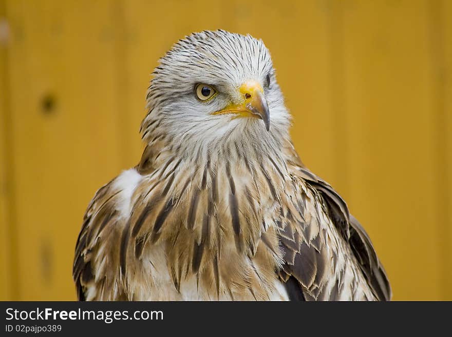 White Head Eagle - Interest