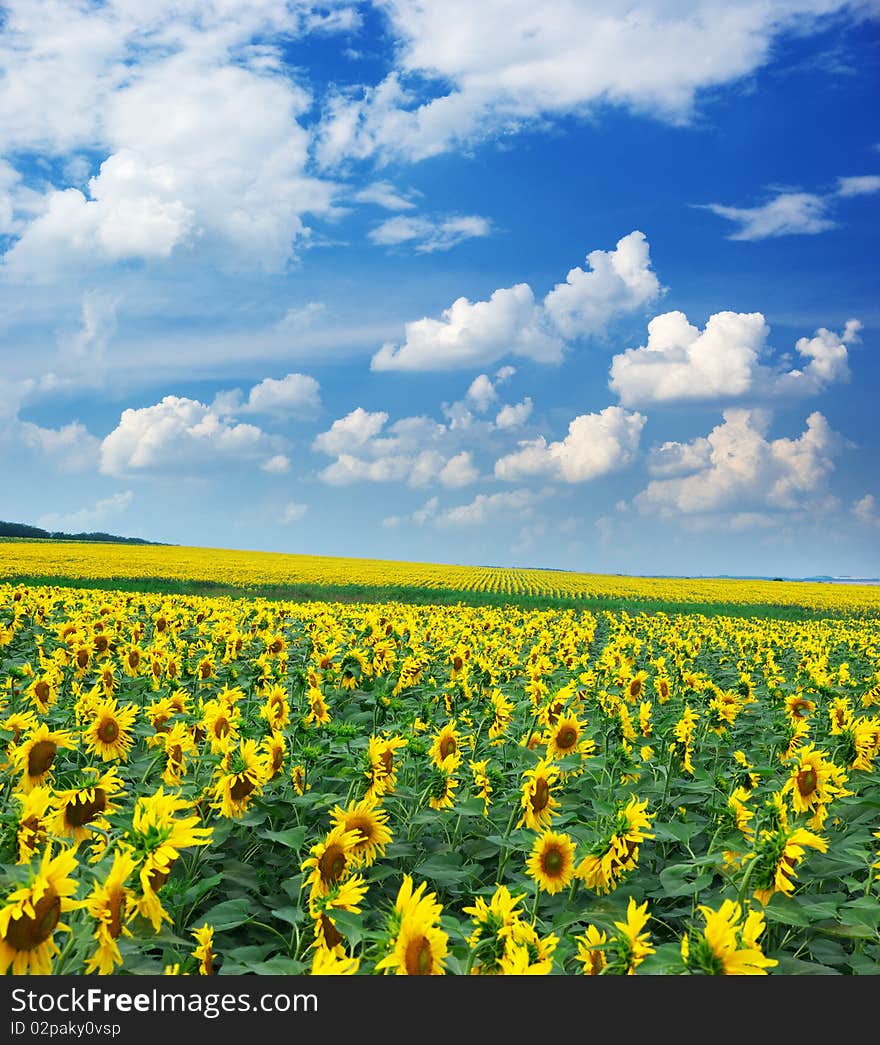 Big Field Of Sunflowers