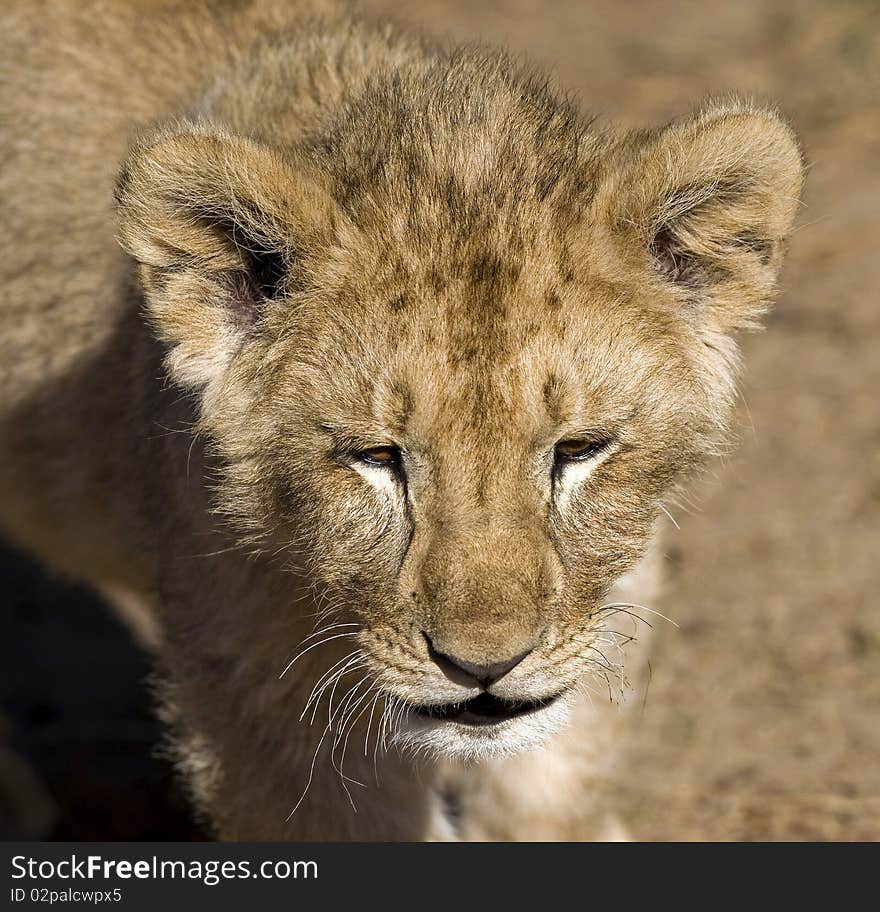 Lion cub