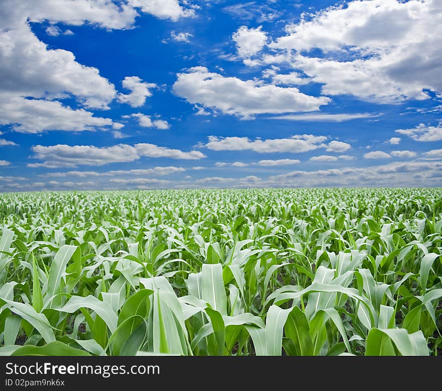 Green grass under blue sky. Green grass under blue sky