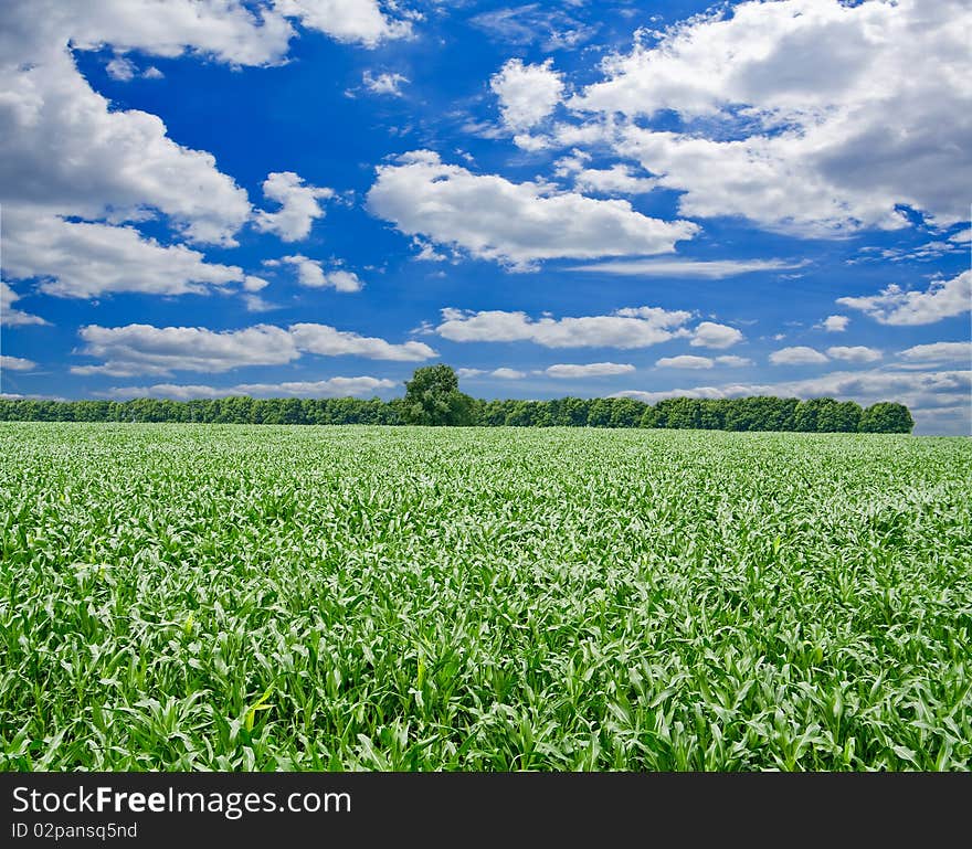 Green grass under blue sky. Green grass under blue sky