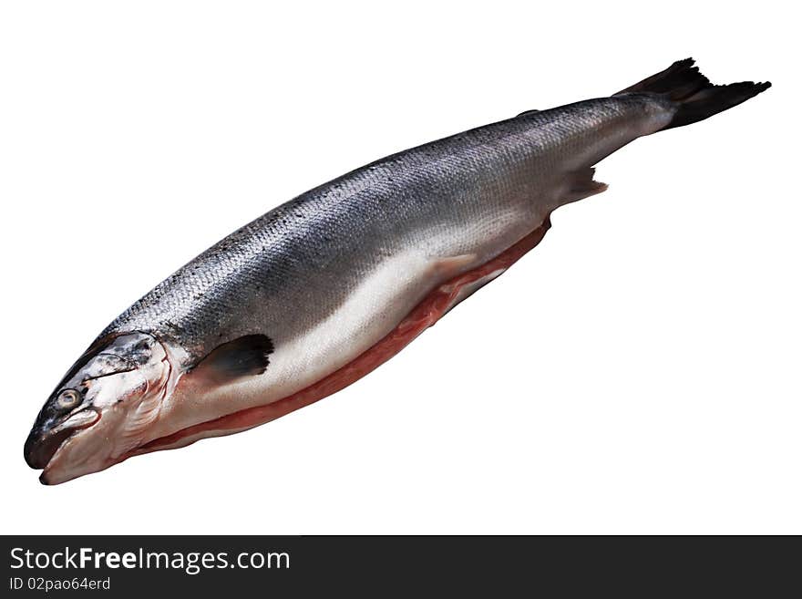 The fresh drawn salmon isolated on a white background. The fresh drawn salmon isolated on a white background