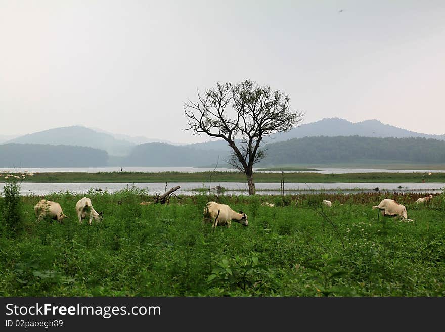 Sheep and natural