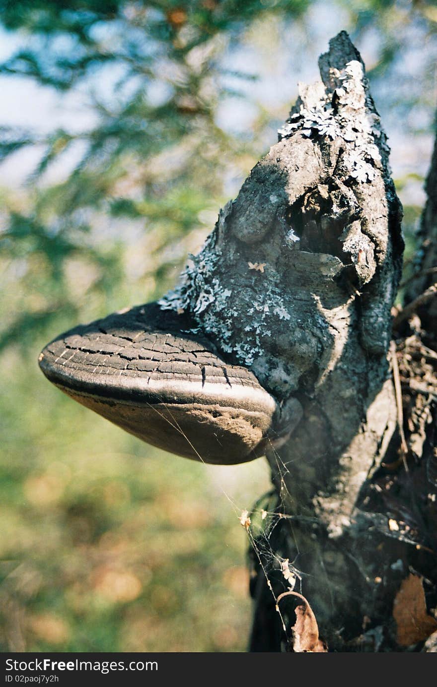 Mushroom growing on a tree in wood. Mushroom growing on a tree in wood