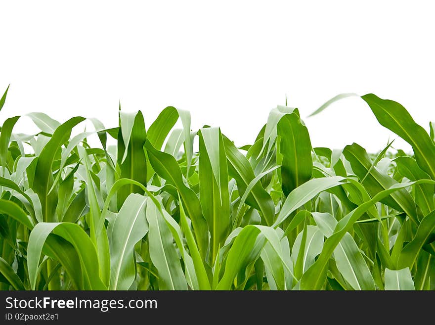 Corn grass on the white backgroubds