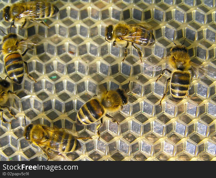 Young bees execute different works in a beehive. Young bees execute different works in a beehive.