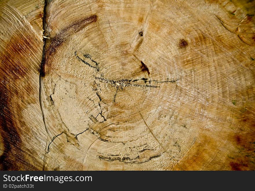 Cut log wood background texture.