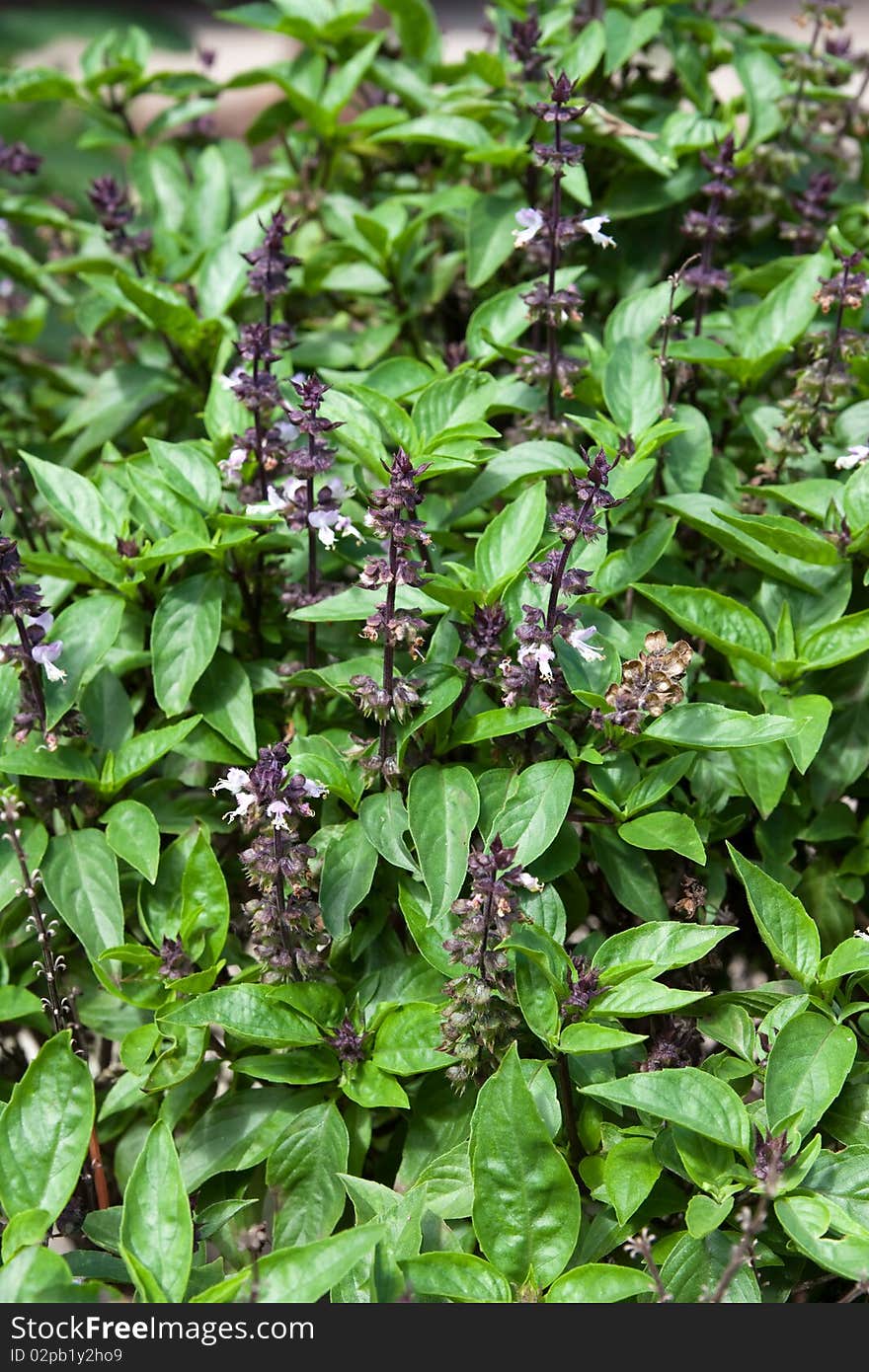 Basil Leafs