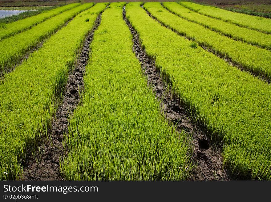 Nursery Rice in Northern Thailand