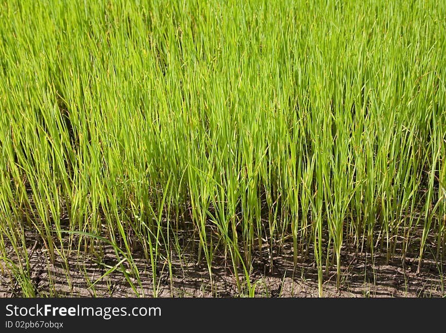 Nursery Rice in Northern Thailand