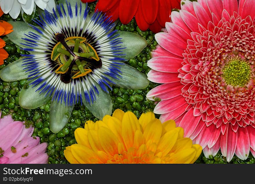 Flower passion and gerbera