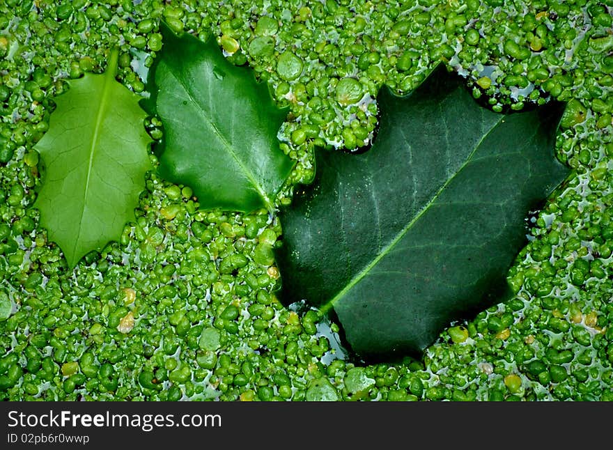 Different shades of green of holly leaves and duckweed