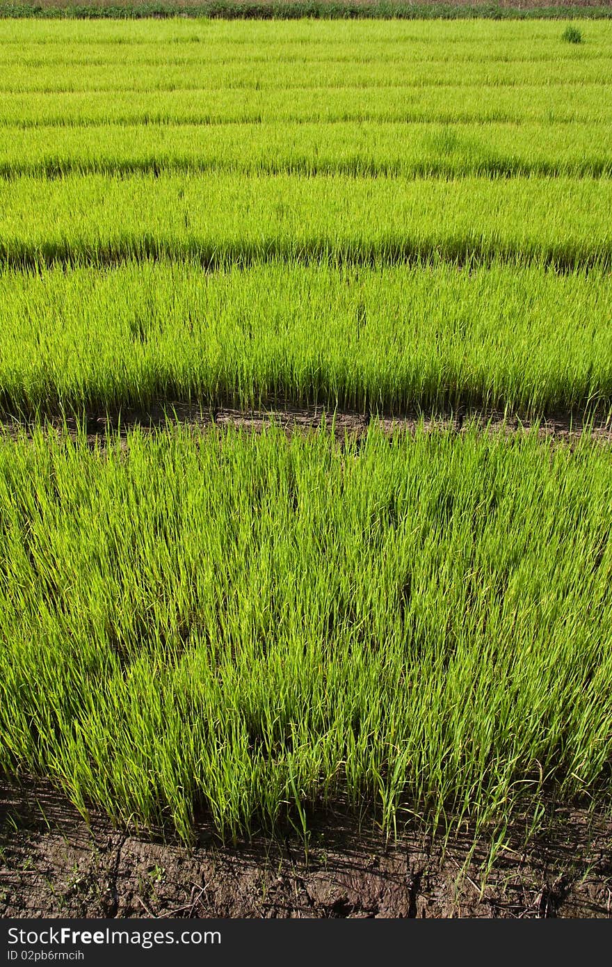 Nursery Rice in Northern Thailand