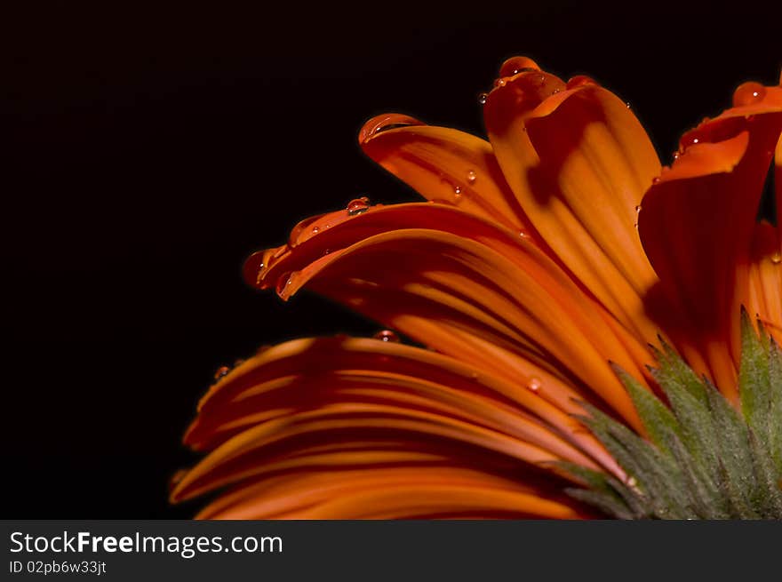 The daisy flower petals with beautiful drops. The daisy flower petals with beautiful drops