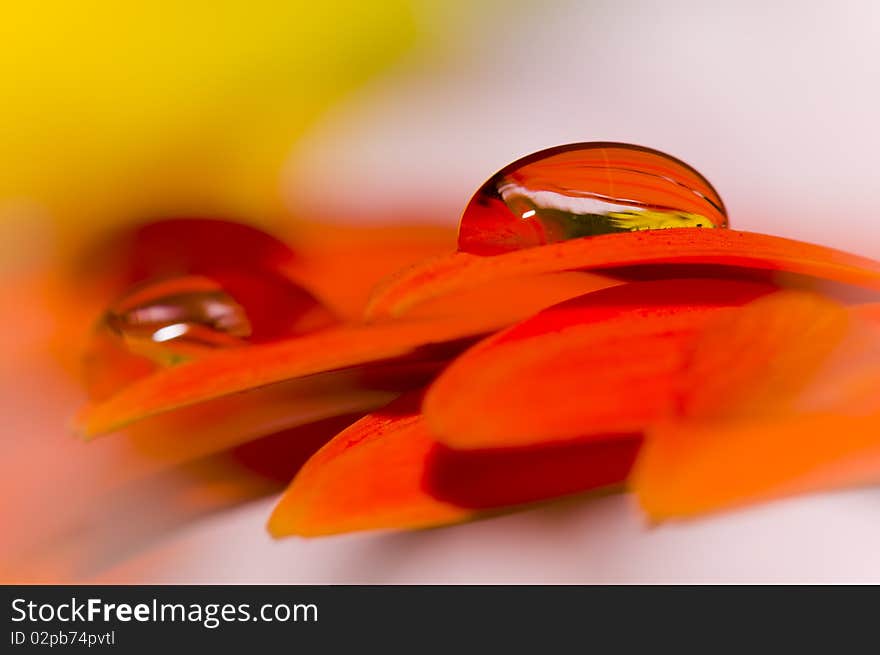 Close up daisy flower petals with beautiful drops. Close up daisy flower petals with beautiful drops