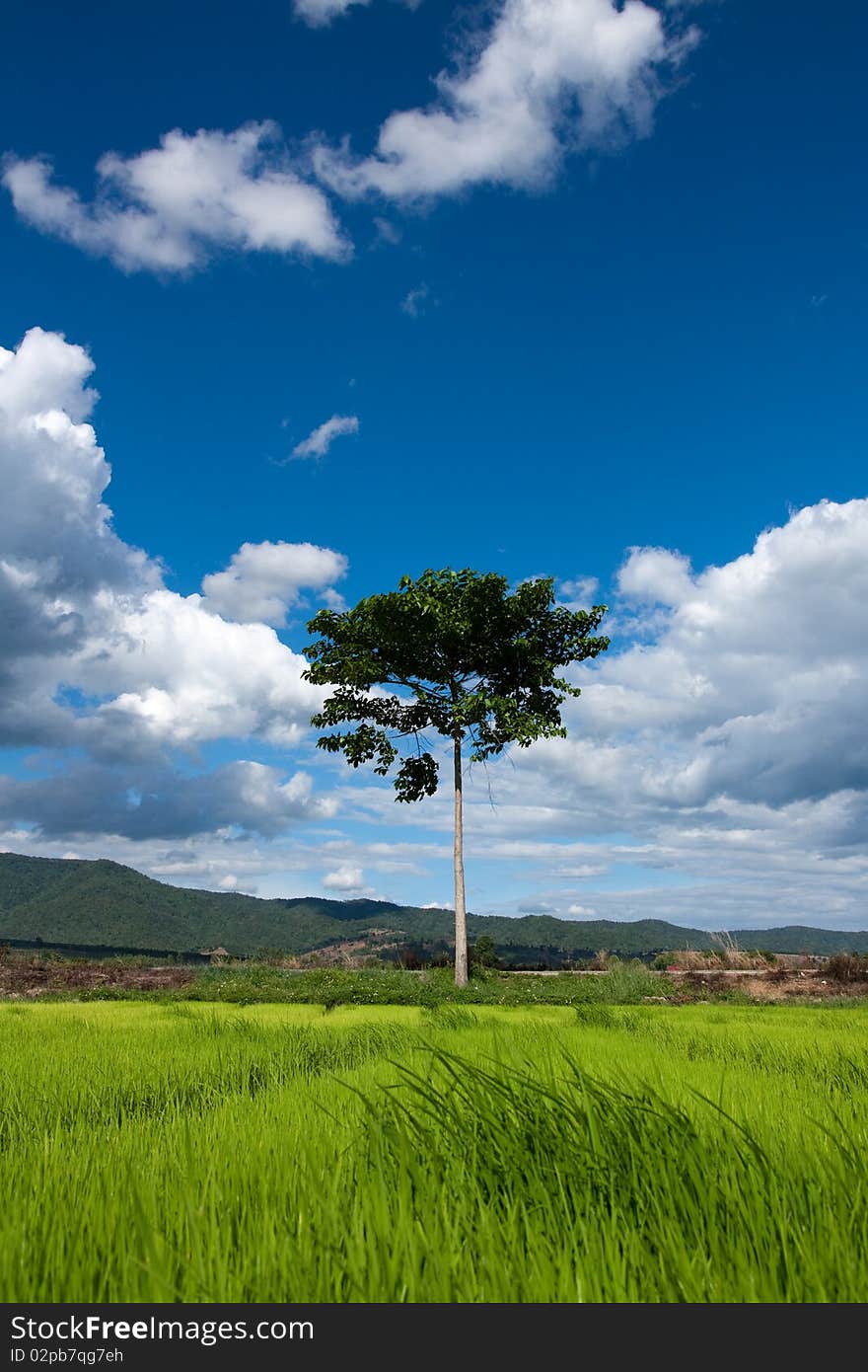 Nursery Rice in Northern Thailand