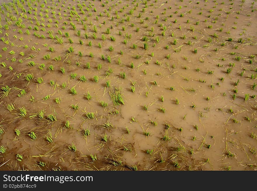 Nursery Rice in Northern Thailand