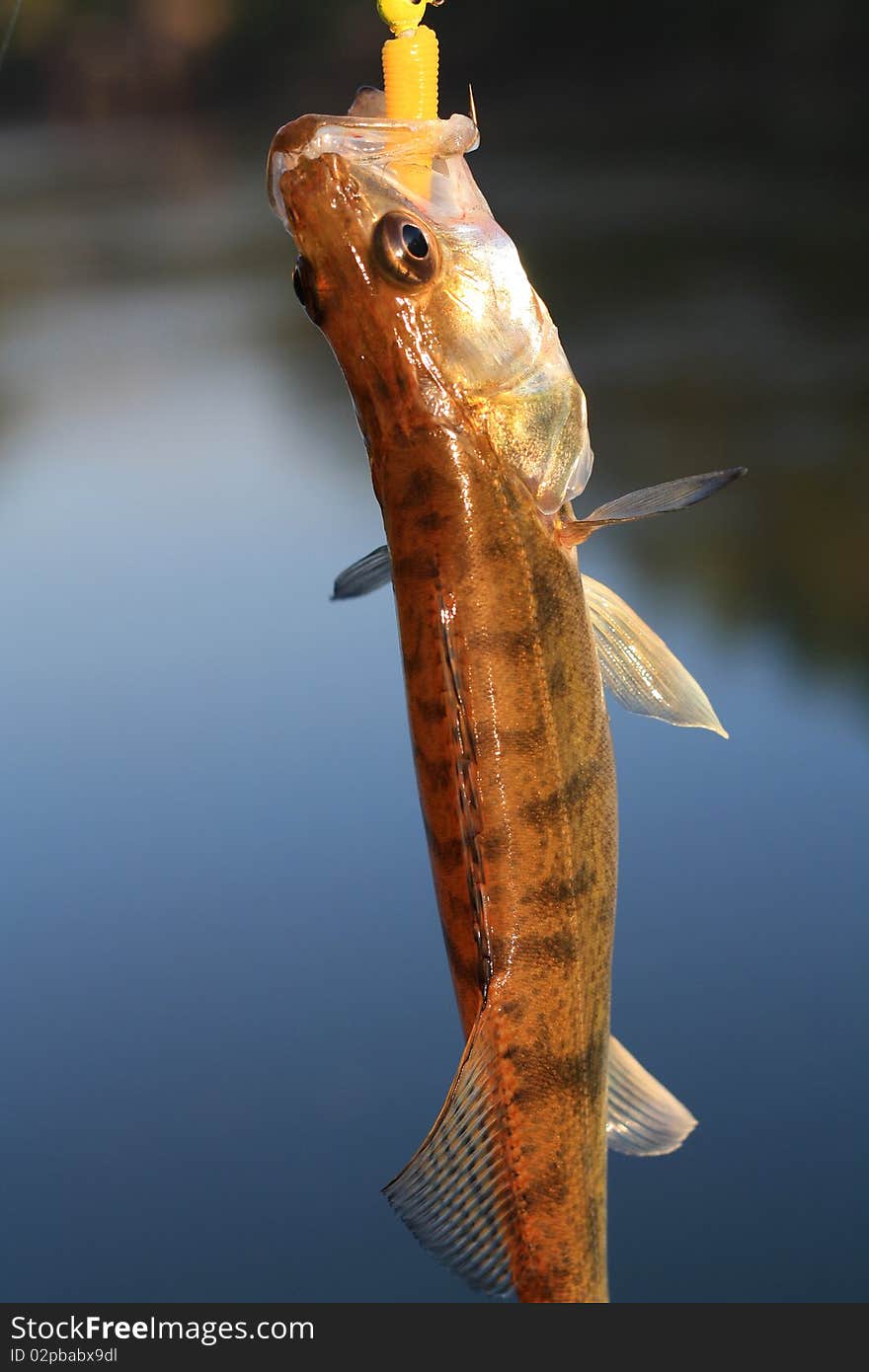 Small perch tempted to artificial baits. Small perch tempted to artificial baits