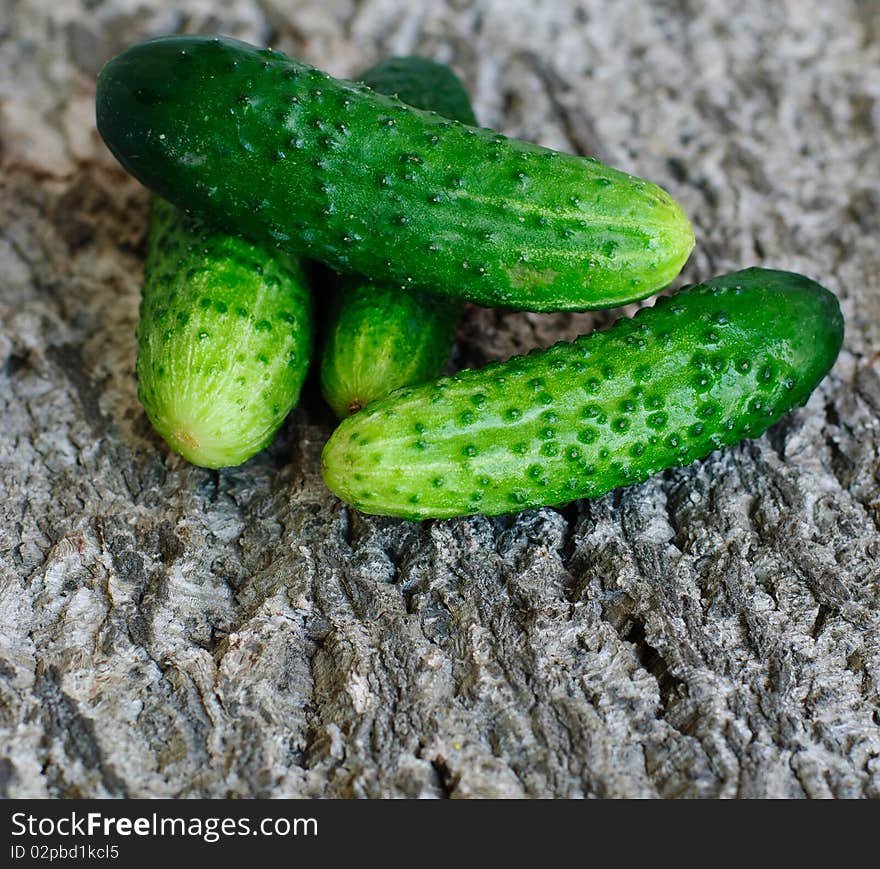 Fresh cucumbers on the bark background