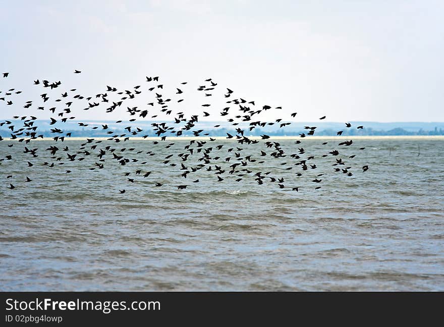 A team of starlings eat very much grapes