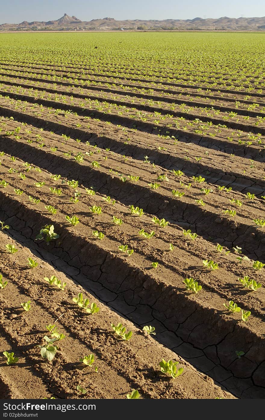 Lettuce seedlings in a field in Arizona. Lettuce seedlings in a field in Arizona