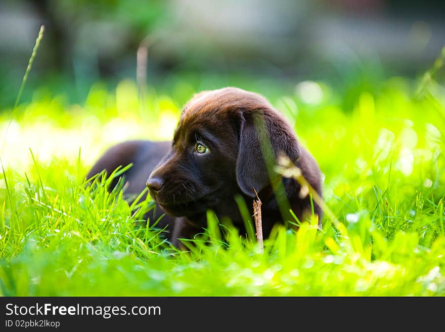 Labrador puppy lying in sun and grass